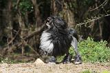 PETIT CHIEN LION 284